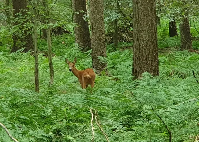 Het Melkmeisje Hébergement de vacances Kaatsheuvel