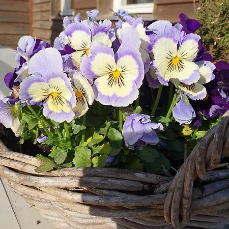 Het Melkmeisje Tatil Evi