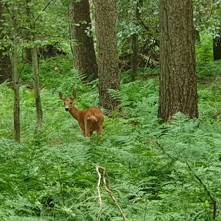 Het Melkmeisje Casa de Férias Kaatsheuvel