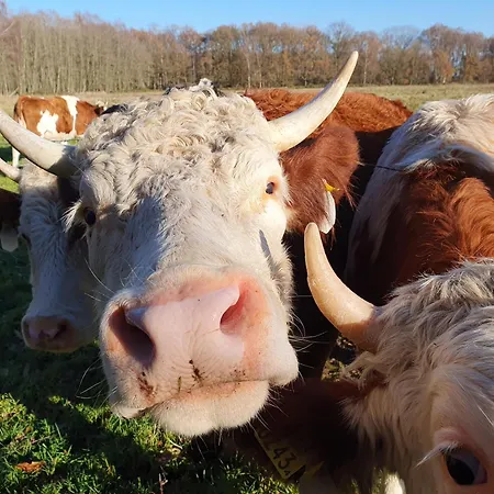 Het Melkmeisje Tatil Evi