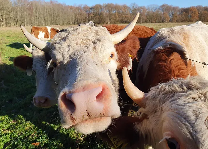 Het Melkmeisje Casa de Férias